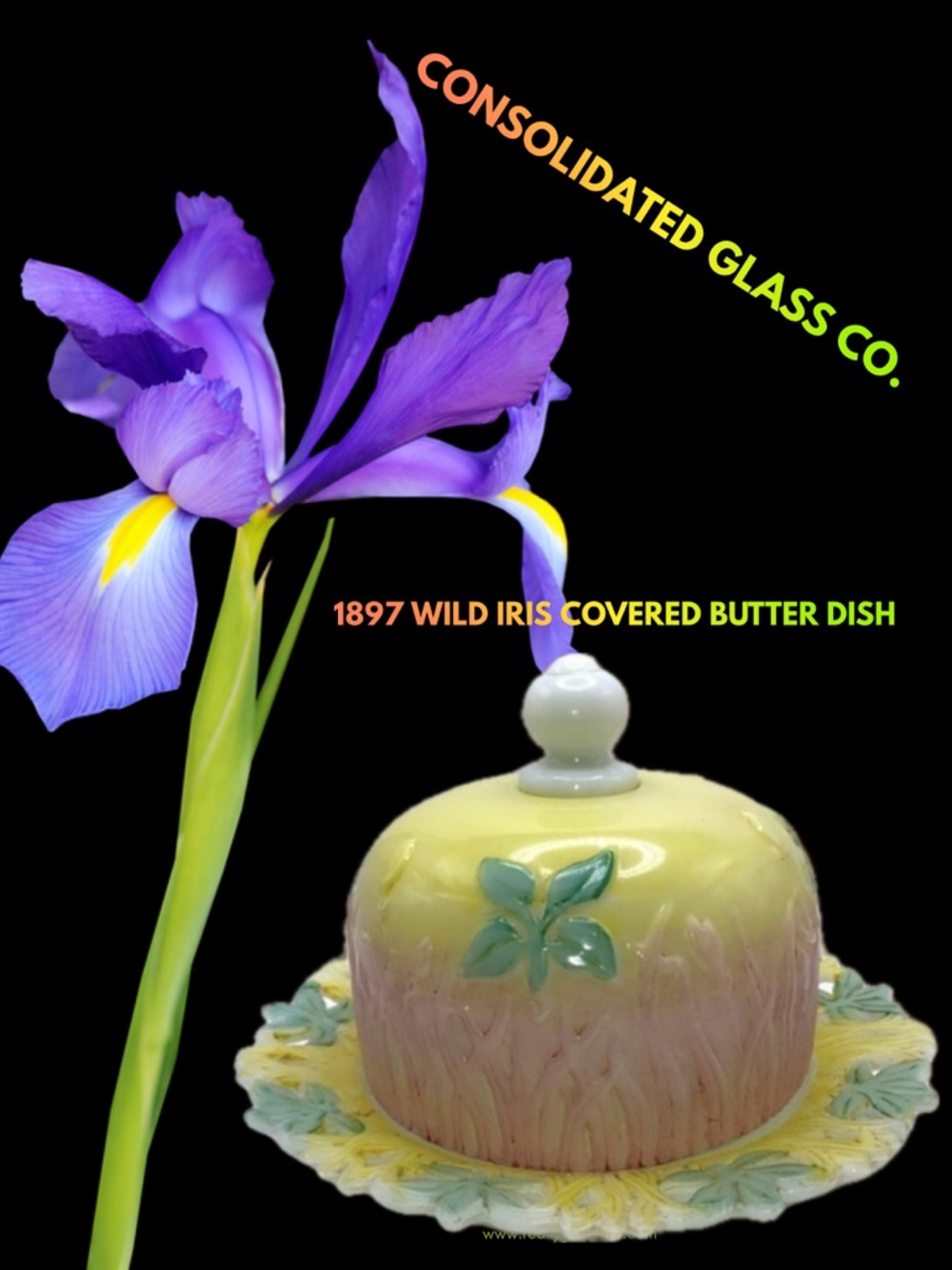 1897 ULTRA RARE Wild Iris Pink & Yellow Consolidated Glass Company Butte…